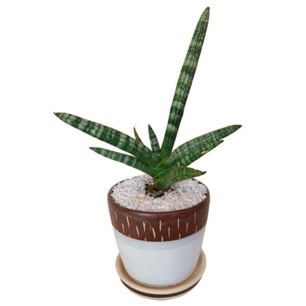 Boncellensis In A Pot Boncellensis In A Pot