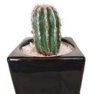 Cactus In A Ceramic Cube Pot close-up