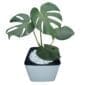 Monstera In Pot
