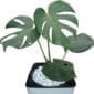 Monstera In Pot close-up