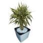 Platted Bamboo in a pot