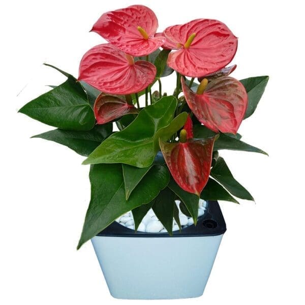 Anthurium In A Pot Anthurium In A Pot