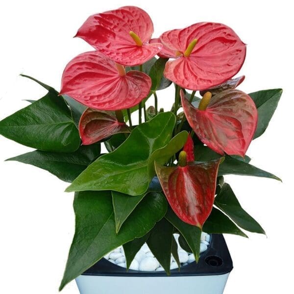 Anthurium In A Pot close-up
