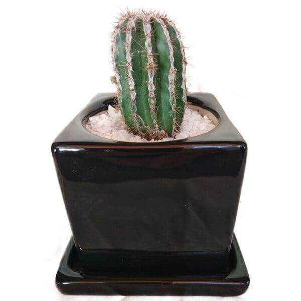 Cactus In A Ceramic Cube Pot Cactus In A Ceramic Cube Pot