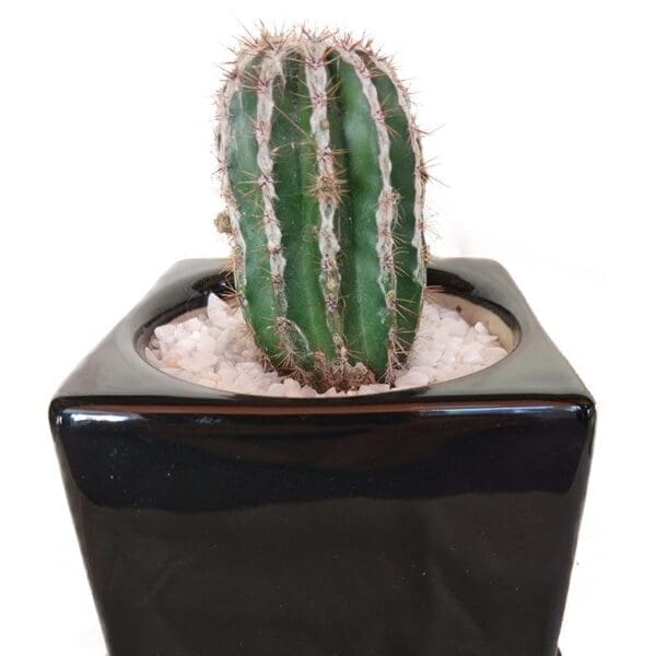 Cactus In A Ceramic Cube Pot close-up