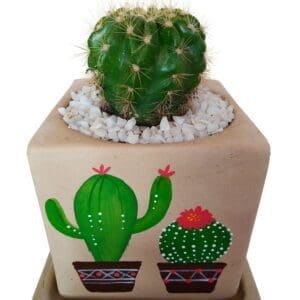 Cactus In Hand Painted Pot Close-up