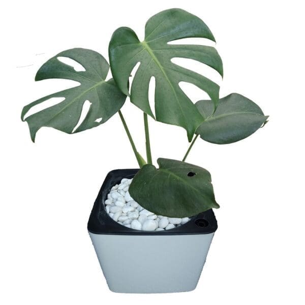 Monstera In Pot Monstera In Pot