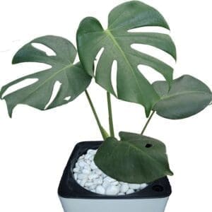 Monstera In Pot close-up