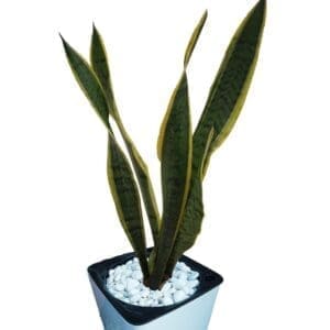 Snake Plant In A Pot close-up